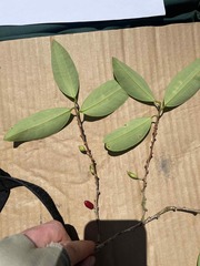 Erythroxylum gracilipes