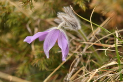 Pulsatilla halleri