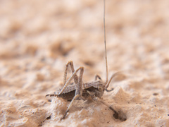 Capnobotes occidentalis