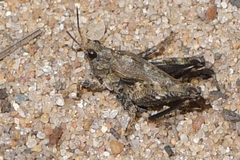 Tetrix undulata