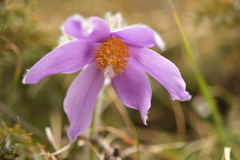Pulsatilla halleri