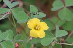 Oxalis californica