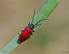 Apalus bipunctatus