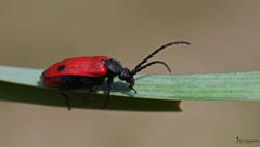 Apalus bipunctatus