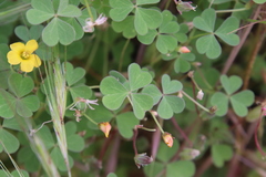 Oxalis californica