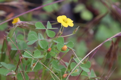 Oxalis californica
