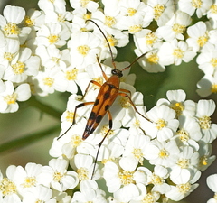 Stenurella septempunctata