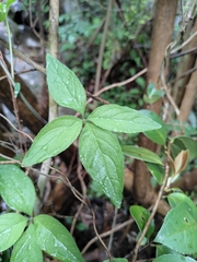 Codonopsis lanceolata