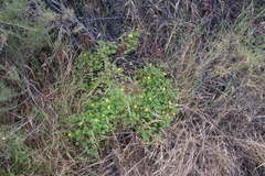Oxalis californica