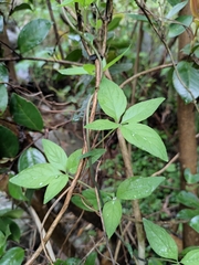 Codonopsis lanceolata