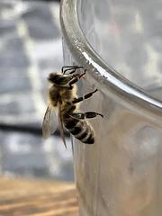 Apis mellifera