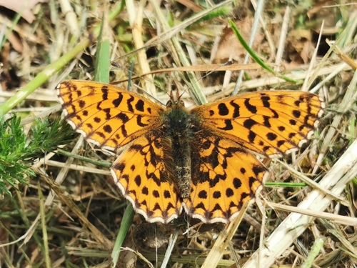violet fritillary