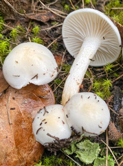 Hygrophorus cossus