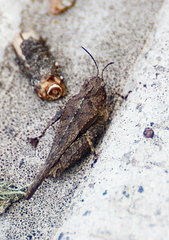 Tetrix ornata