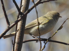Phylloscopus collybita abietinus