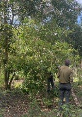 Erythroxylum gracilipes