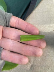 Erythroxylum gracilipes