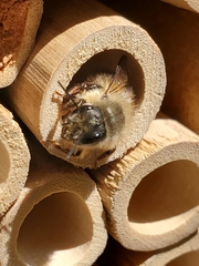 Osmia taurus