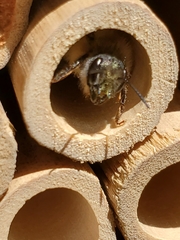 Osmia taurus