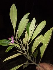 Meriania brittoniana