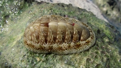 Chiton tuberculatus