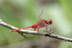 Erythemis carmelita