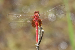 Erythemis carmelita