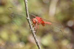 Erythemis carmelita