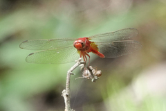 Erythemis carmelita
