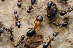Camponotus sylvaticus