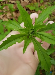 Borodinia canadensis