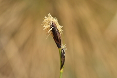 Carex montana