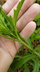 Borodinia canadensis