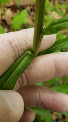 Borodinia canadensis