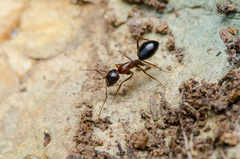 Camponotus sylvaticus