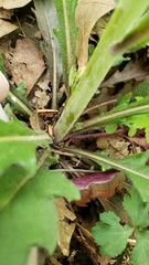 Borodinia canadensis