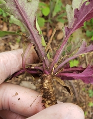 Borodinia canadensis