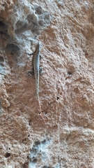 Sceloporus couchii
