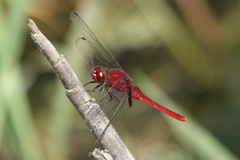 Erythemis mithroides