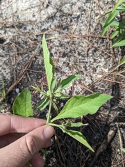 Physalis lanceolata