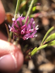 Trifolium willdenovii