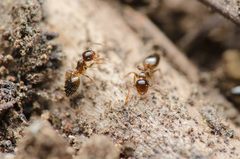 Crematogaster sordidula