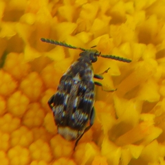 Bruchidius bimaculatus