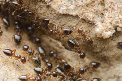Crematogaster sordidula