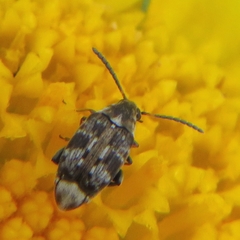 Bruchidius bimaculatus