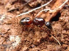 Camponotus fellah