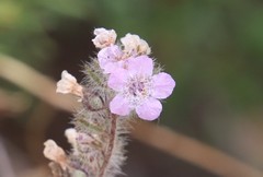 Phacelia cicutaria hispida