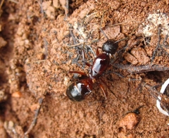 Camponotus fellah