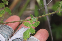 Phacelia cicutaria hispida