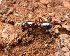 Camponotus fellah